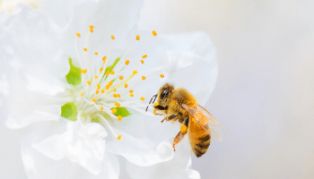 Penis enlargement apitherapy