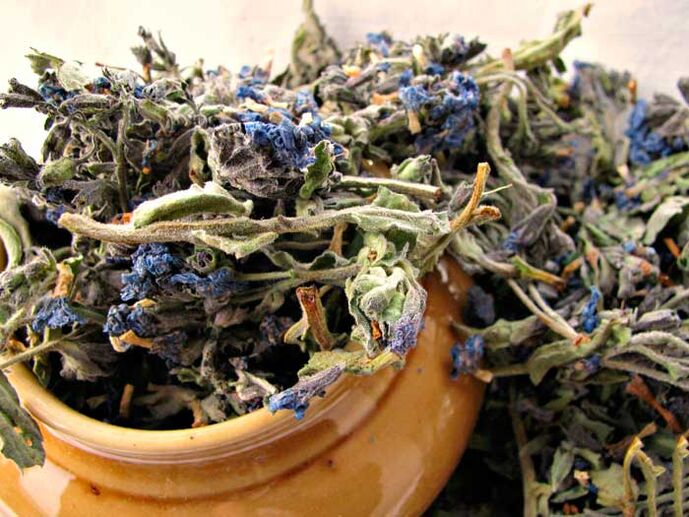 Dry lung grass for preparing medicine infusion for enlargement of male penis