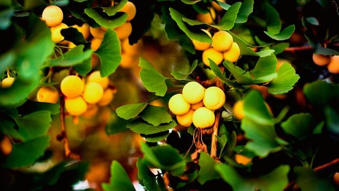 Ginkgo is a penis growth stimulant