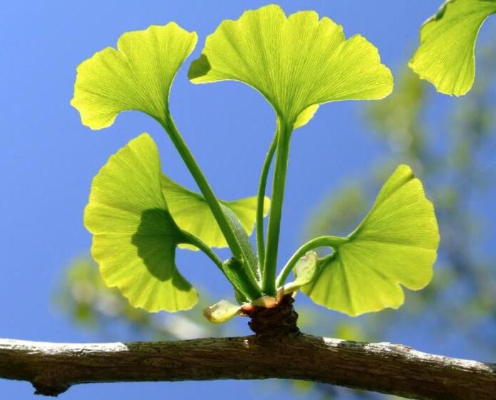 Ginkgo for penis enlargement
